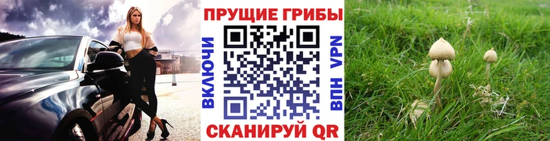 как найти закладки  Тайшет  Галлюциногенные грибы Cubensis 